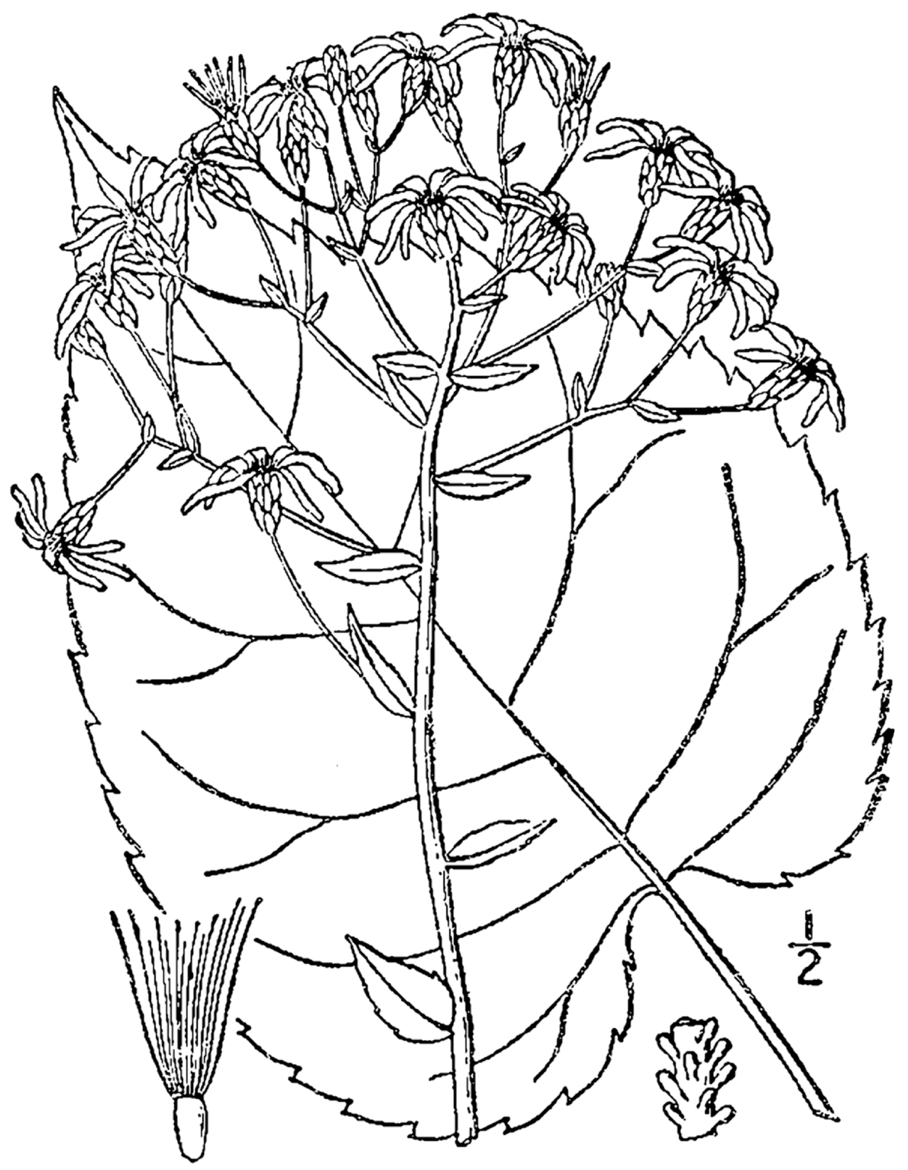 Eurybia macrophylla
