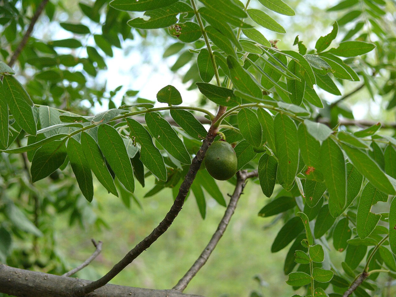 Cyrtocarpa procera