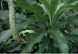 Clermontia pyrularia
