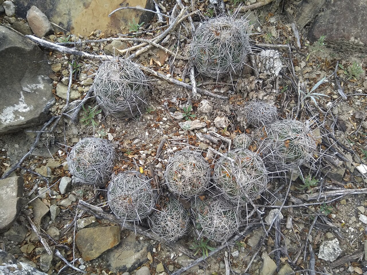 Coryphantha pseudoechinus