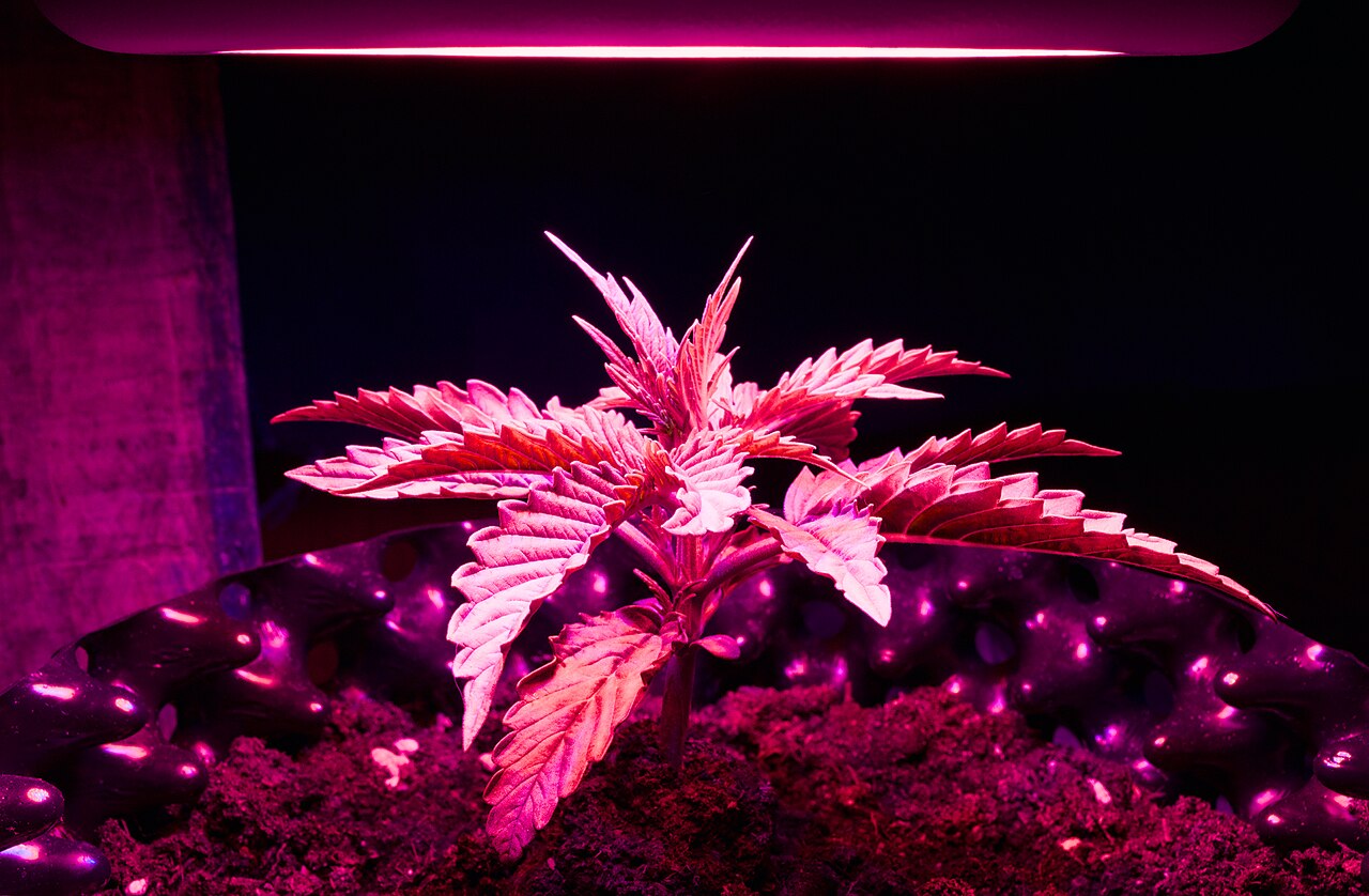 Cannabis ruderalis