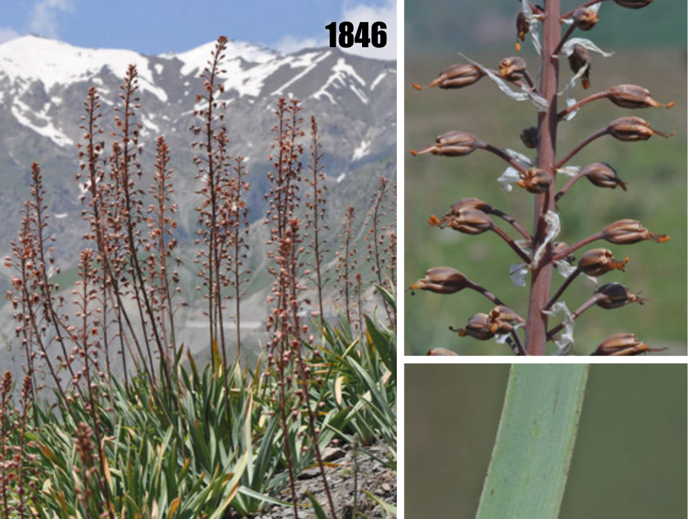 Eremurus comosus