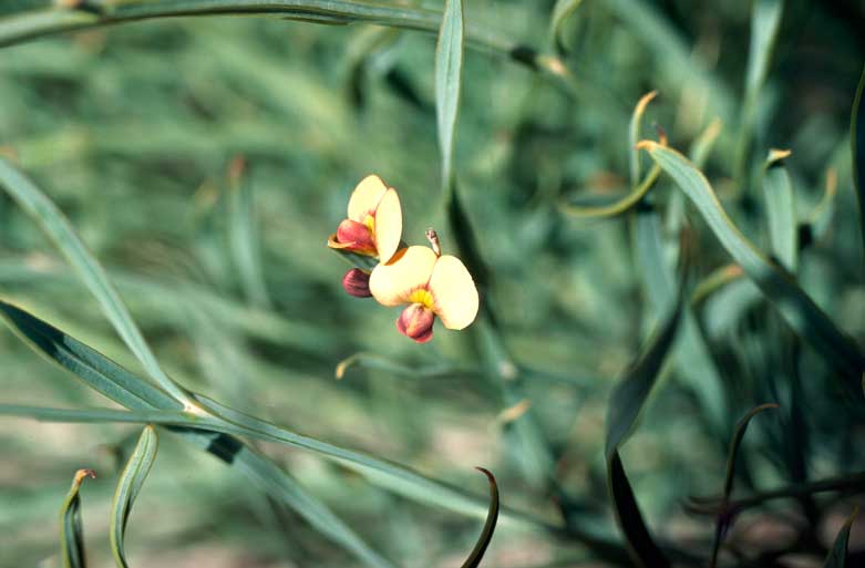 Daviesia elongata
