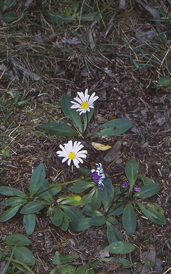Brachyscome decipiens