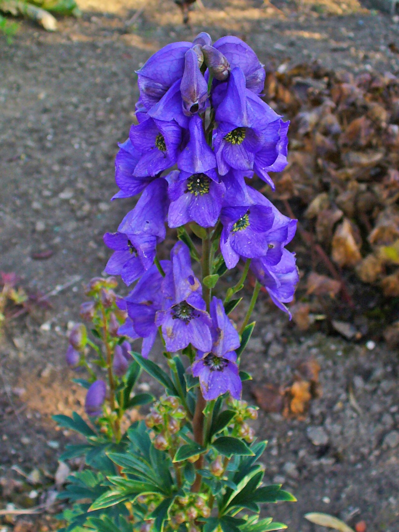Aconitum carmichaelii