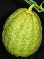 Citrus ichangensis