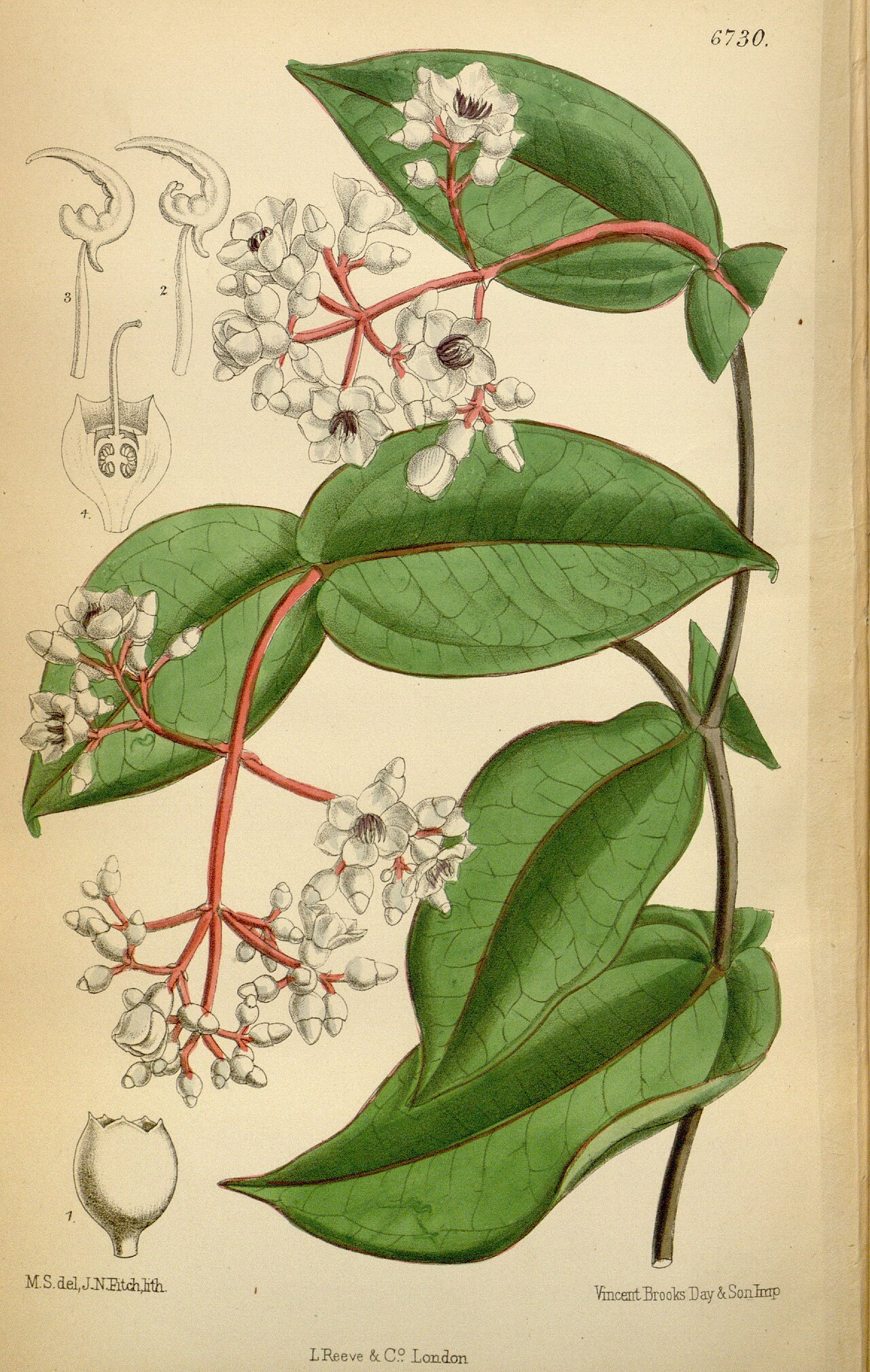 Medinilla curtisii
