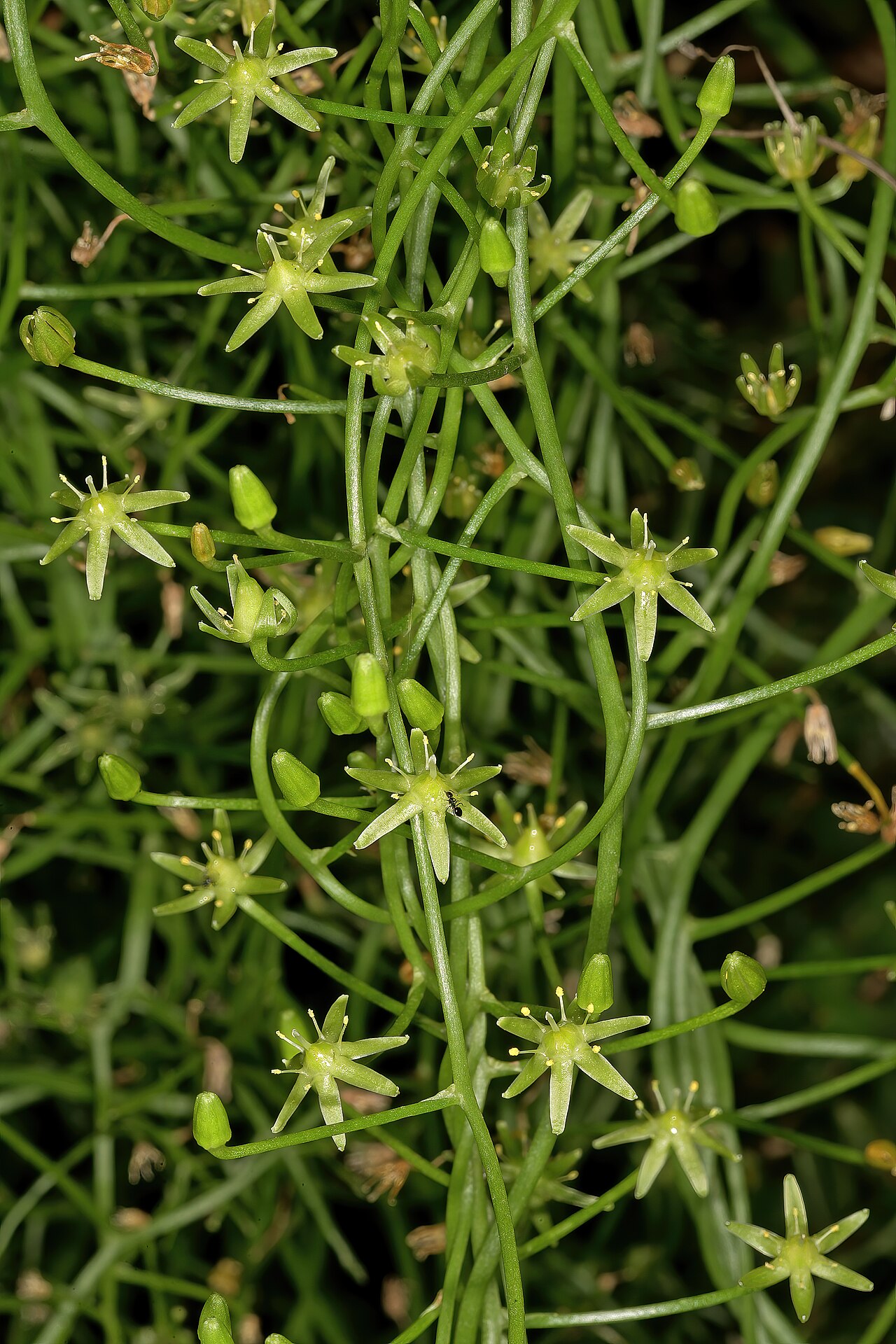 Bowiea volubilis