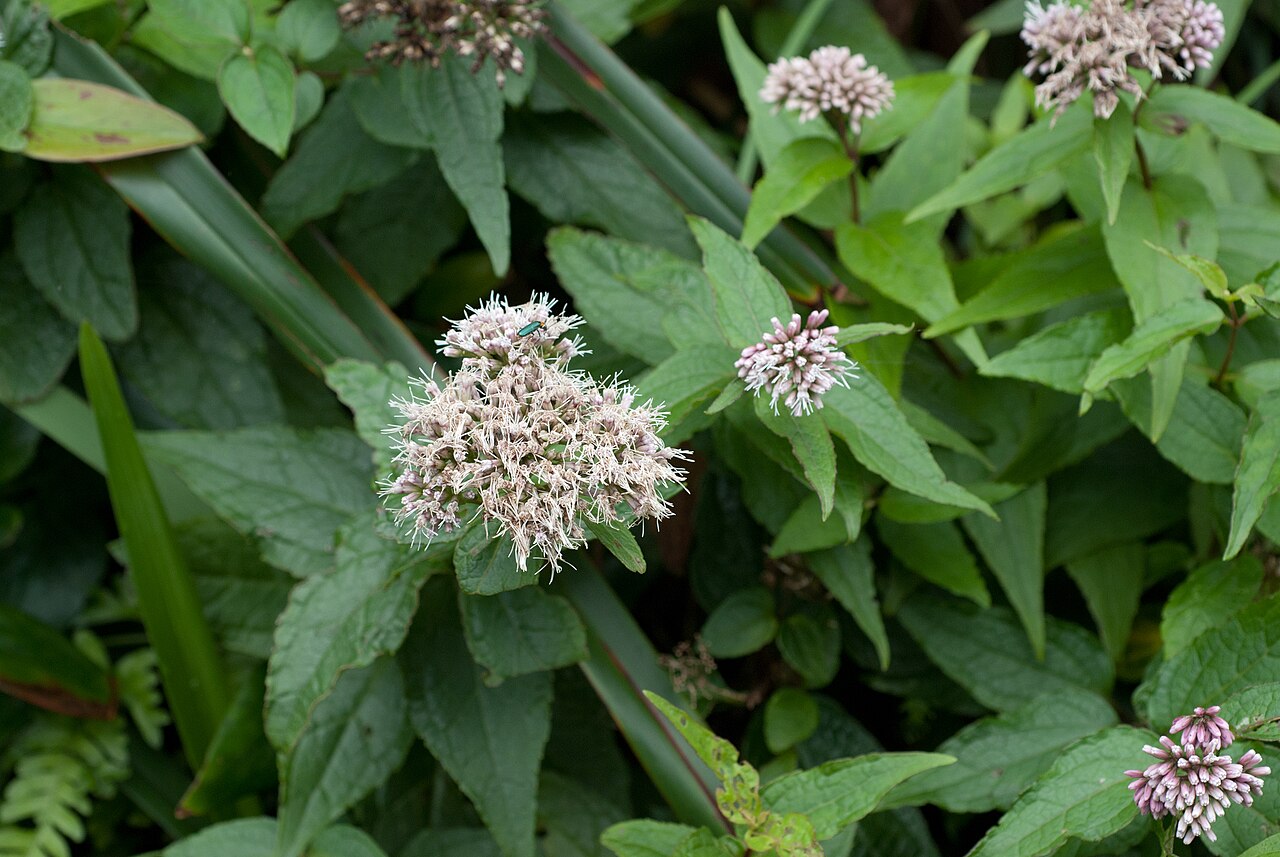 Eupatorium luchuense