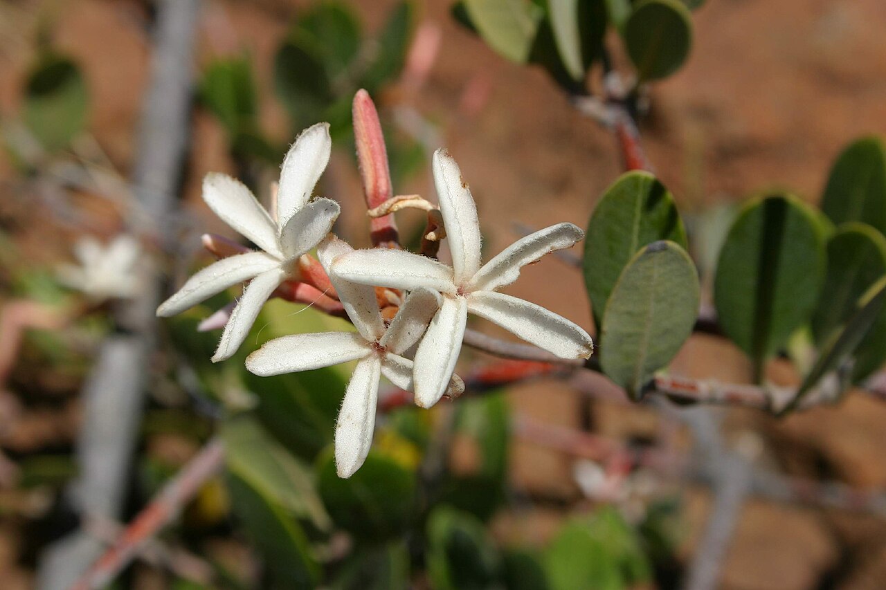 Ancylobothrys