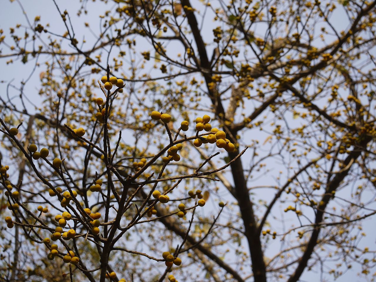 Brown-woolly fig or Mysore fig