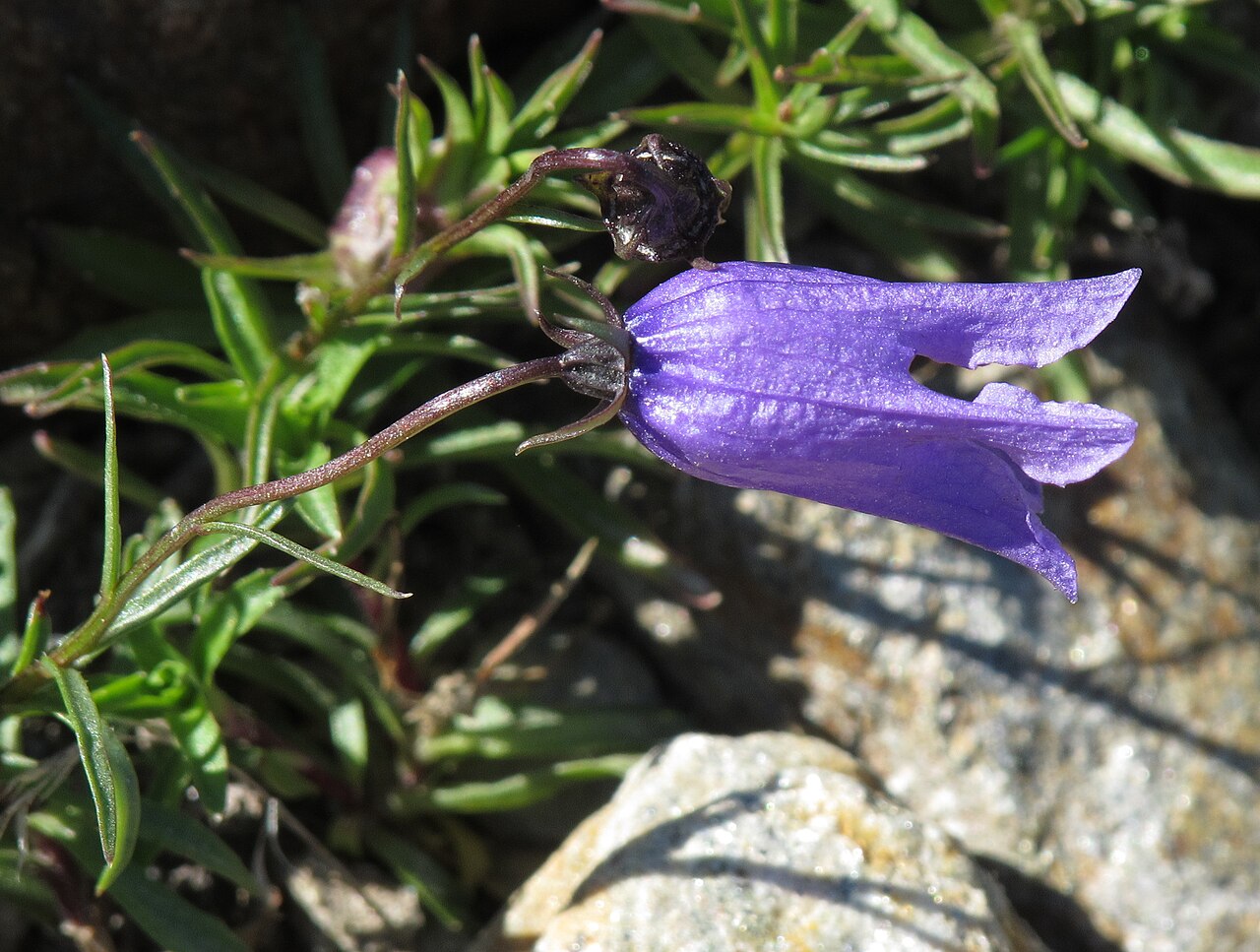 Campanula excisa