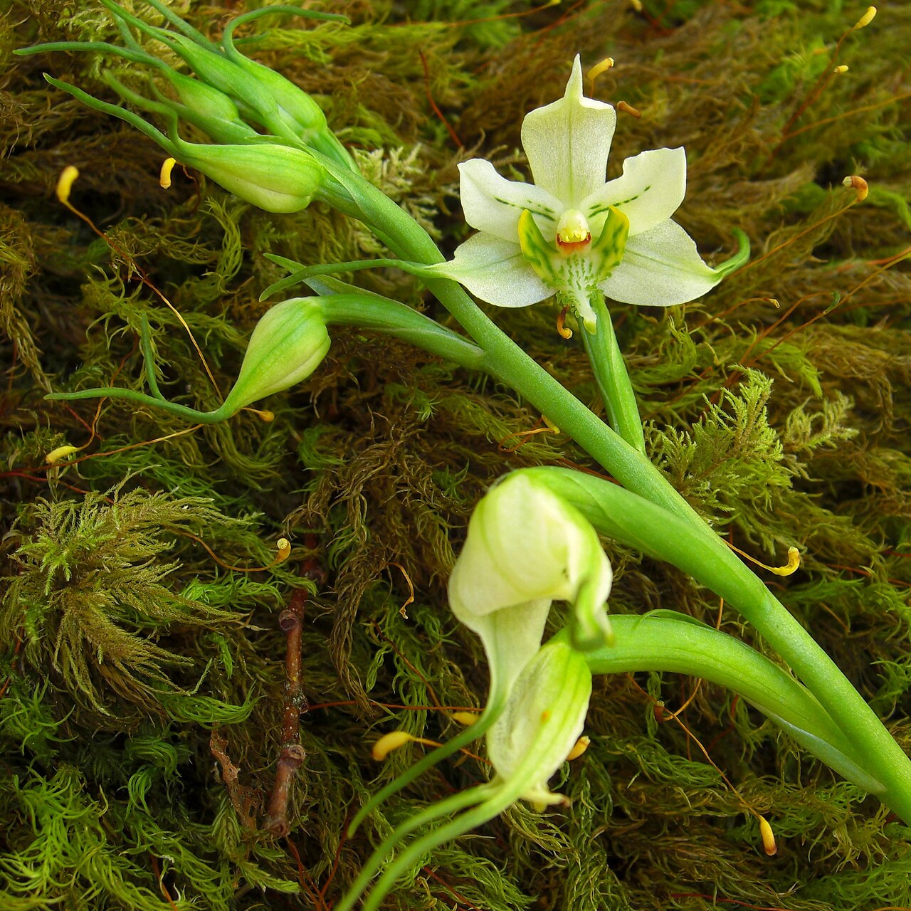 Gavilea araucana