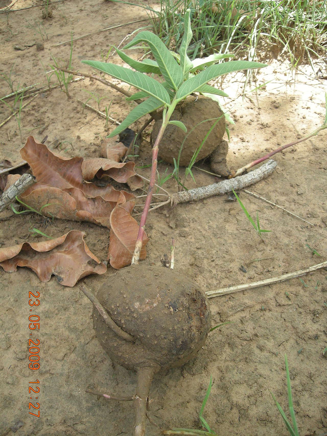Jatropha atacorensis
