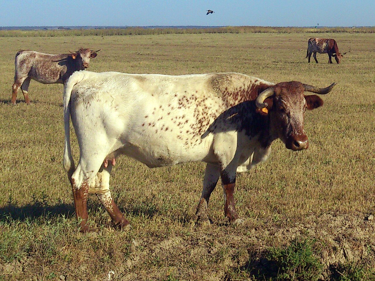Mertolenga