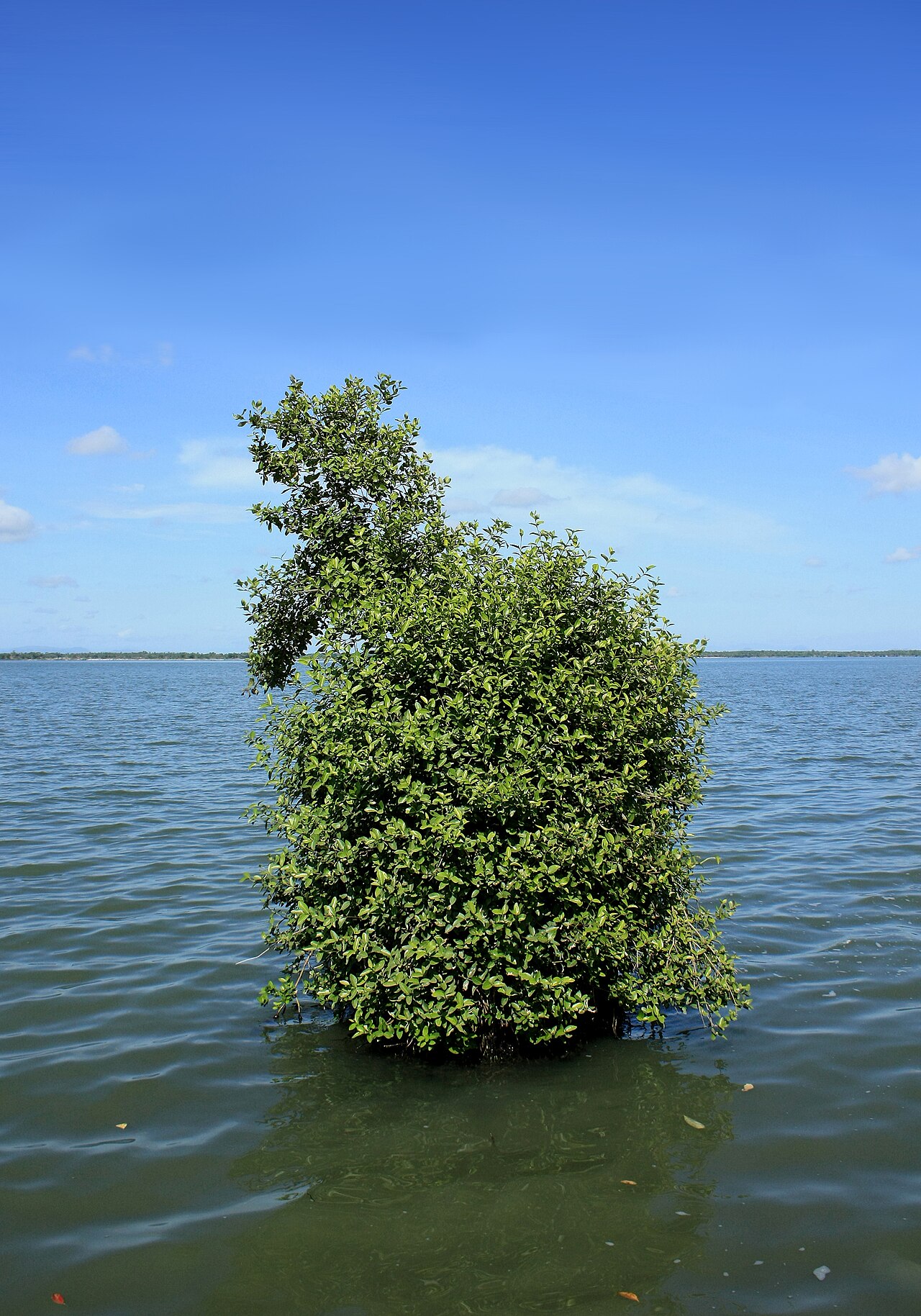 Grey mangrove or white mangrove