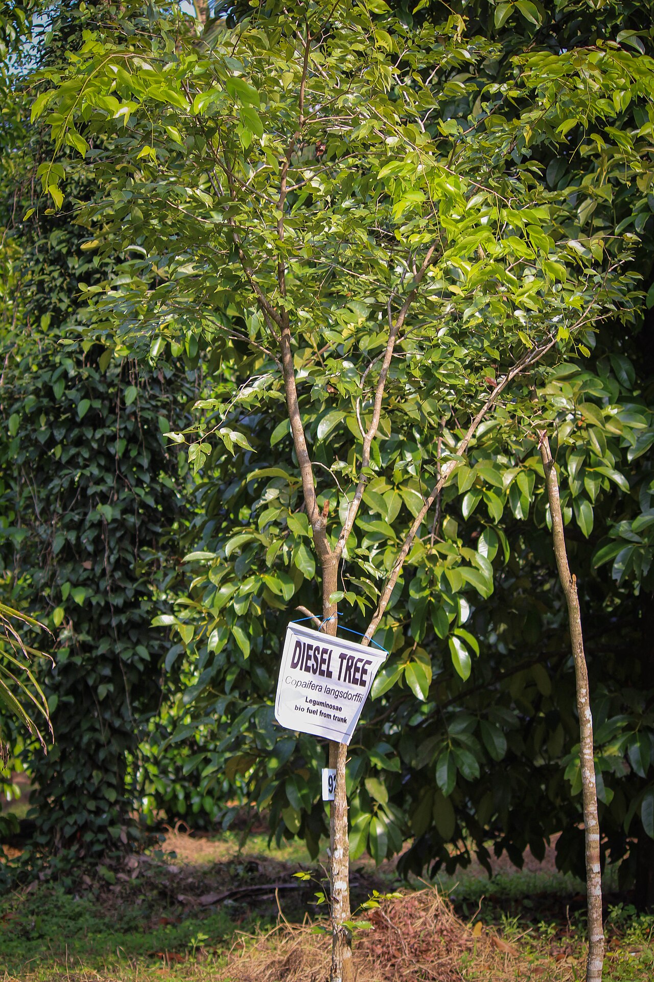Copaifera langsdorffii