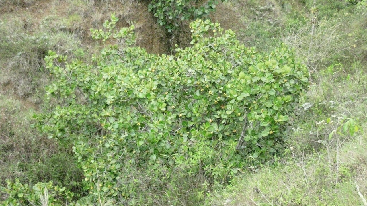Clusia fructiangusta