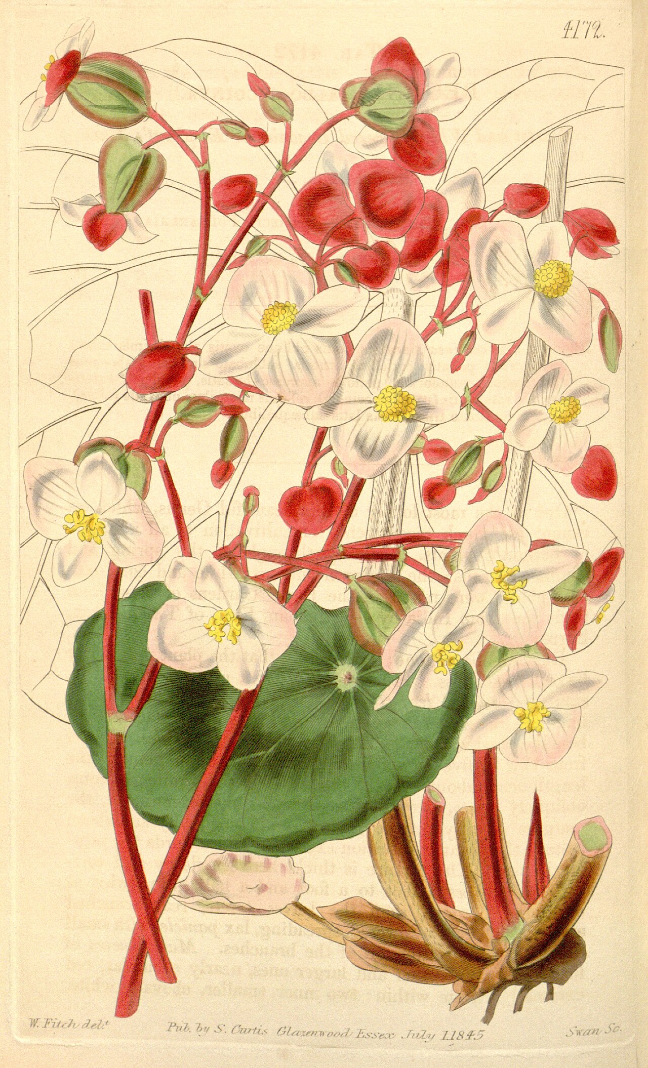 Begonia albococcinea