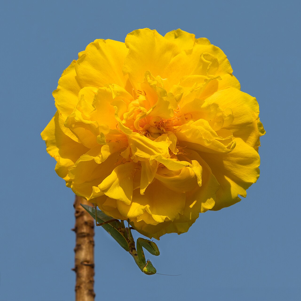 Yellow cotton tree