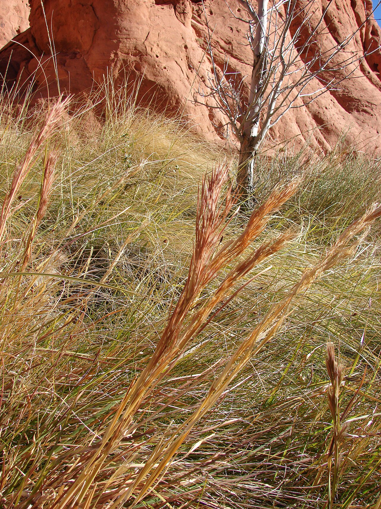 Andropogon glomeratus