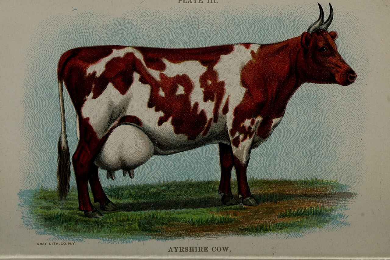 Ayrshire cattle