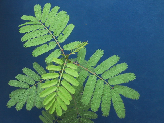 Desmanthus pubescens