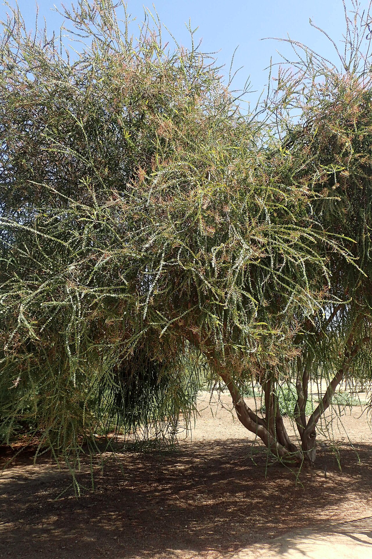 Ovens wattle