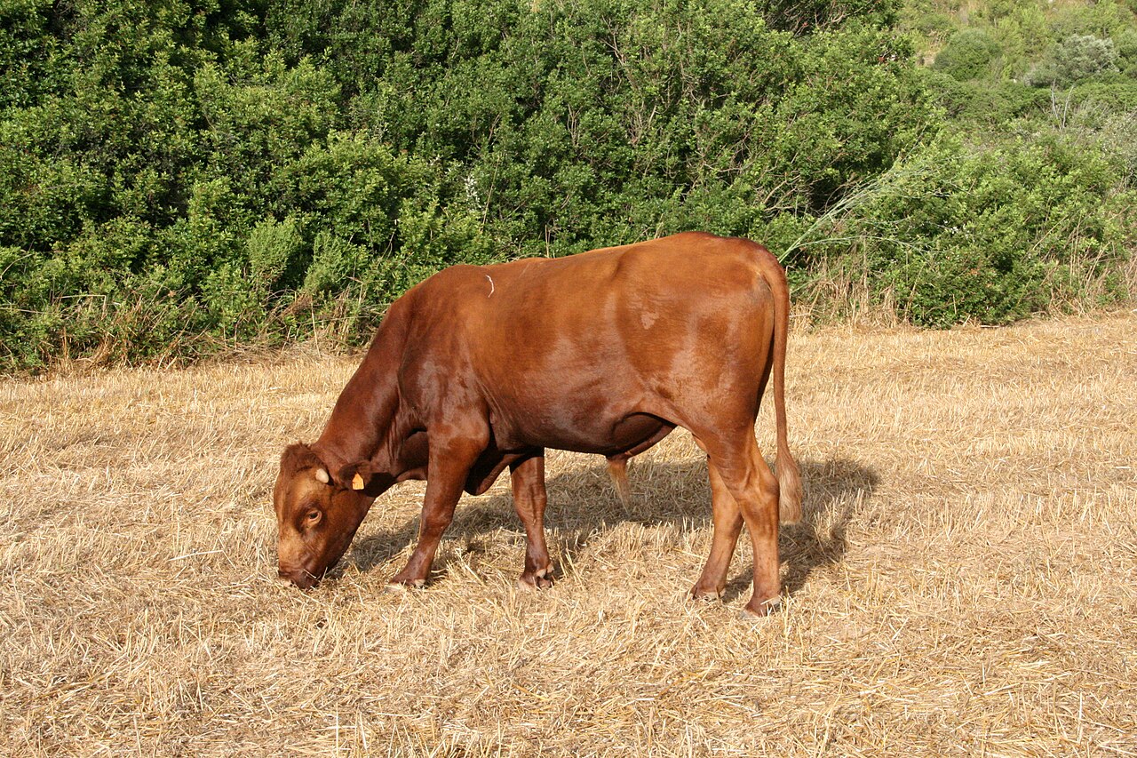 Menorquina