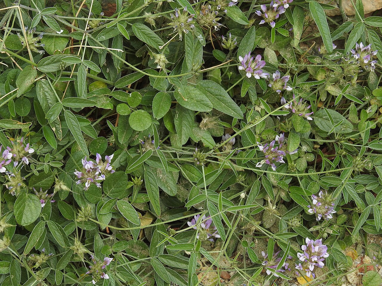 Bituminaria bituminosa