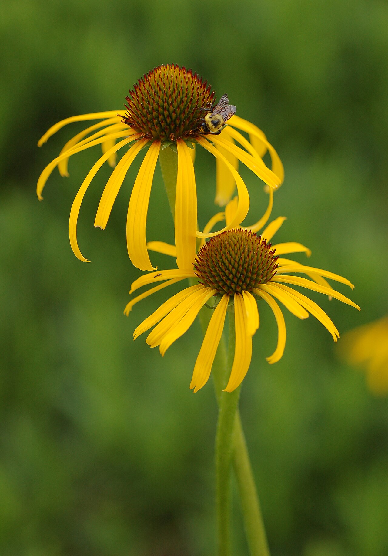 Echinacea paradoxa
