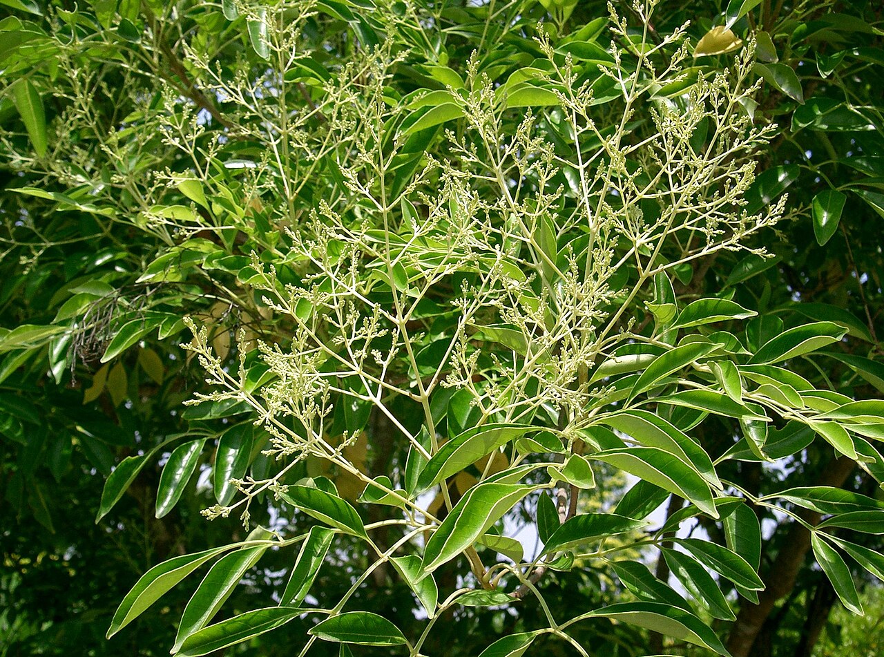 Fraxinus rhynchophylla