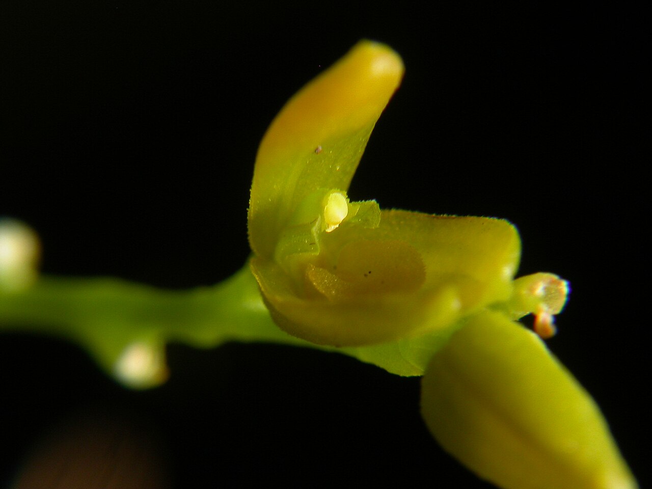 Acianthera pardipes