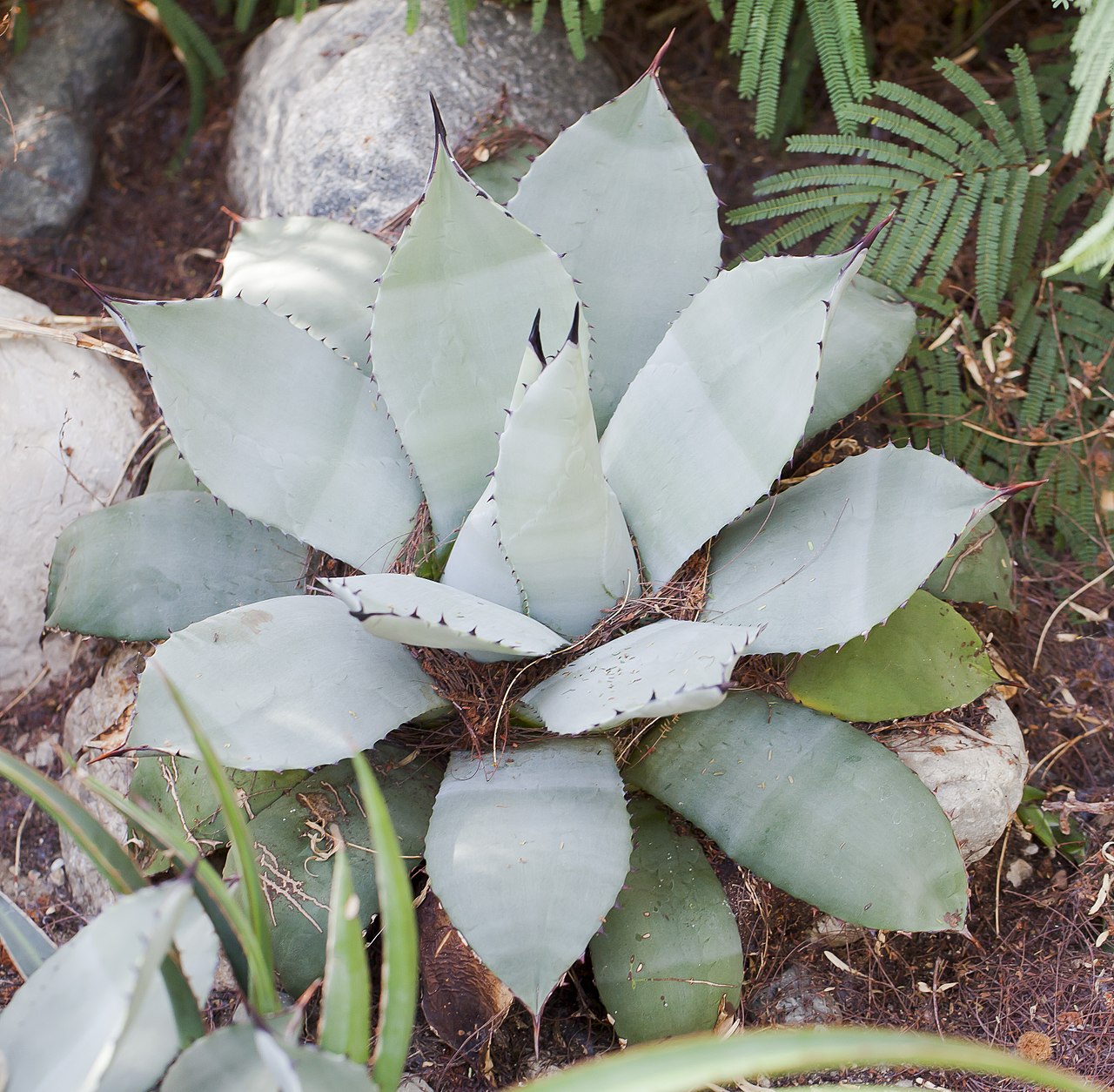 Parry's agave or mescal agave