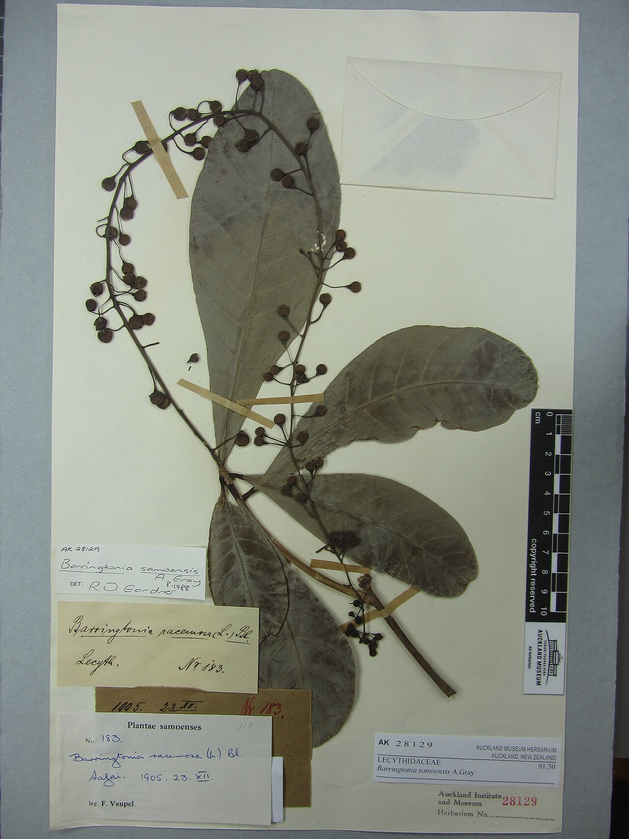Barringtonia samoensis