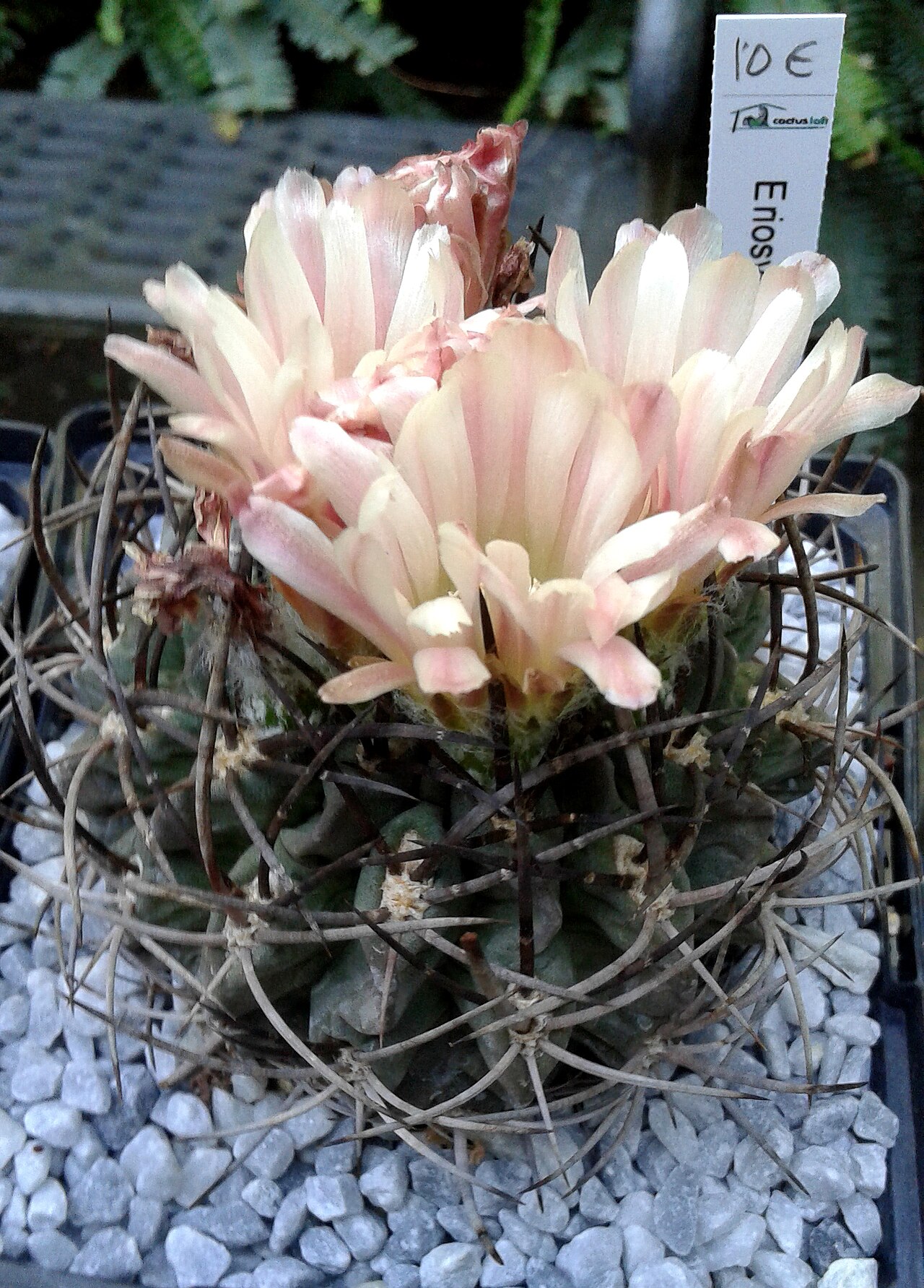Eriosyce paucicostata