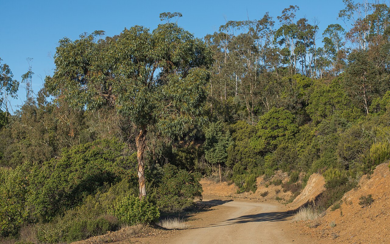 Cider gum