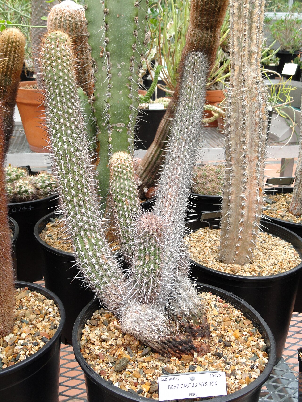 Cleistocactus hystrix