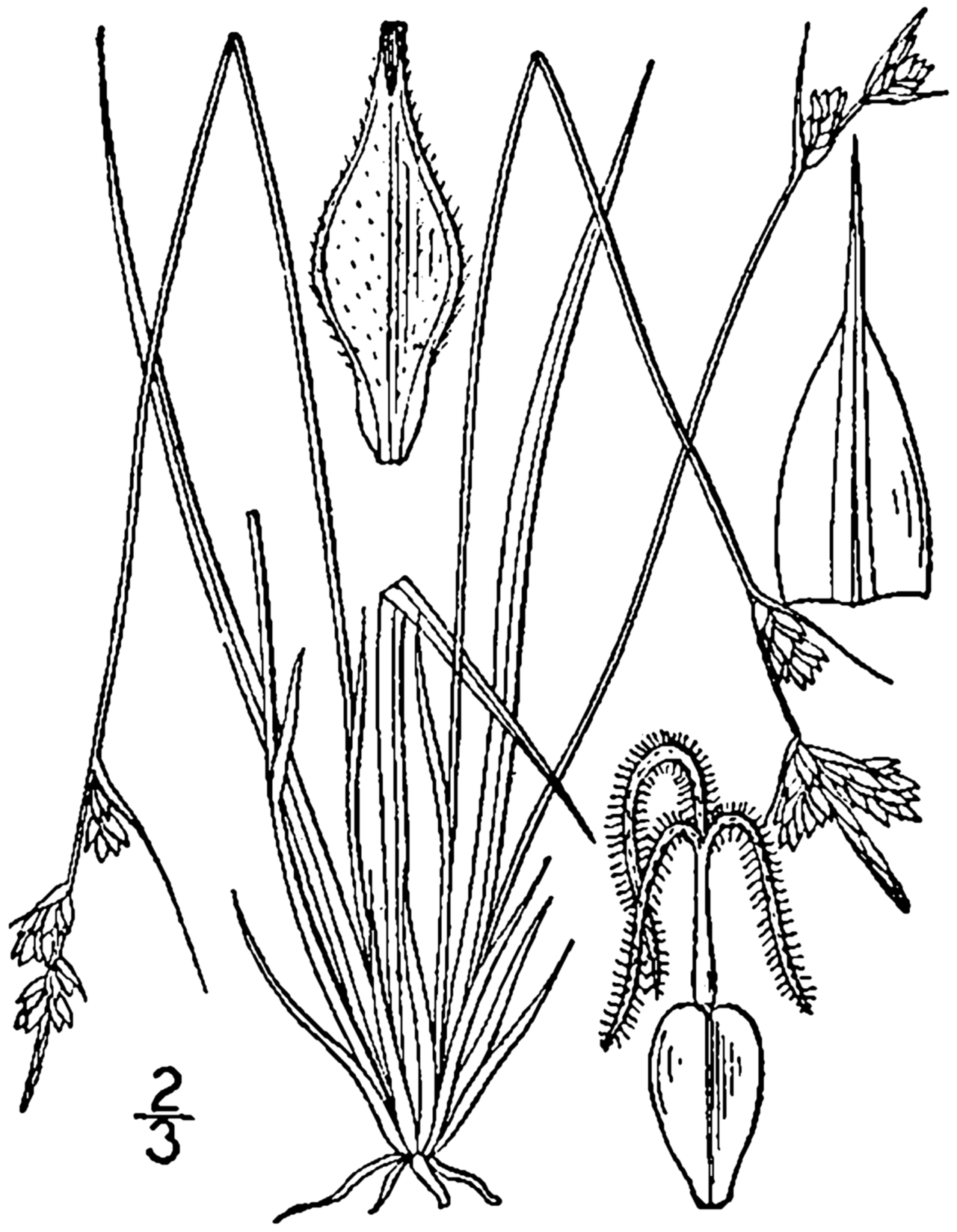 Carex albicans