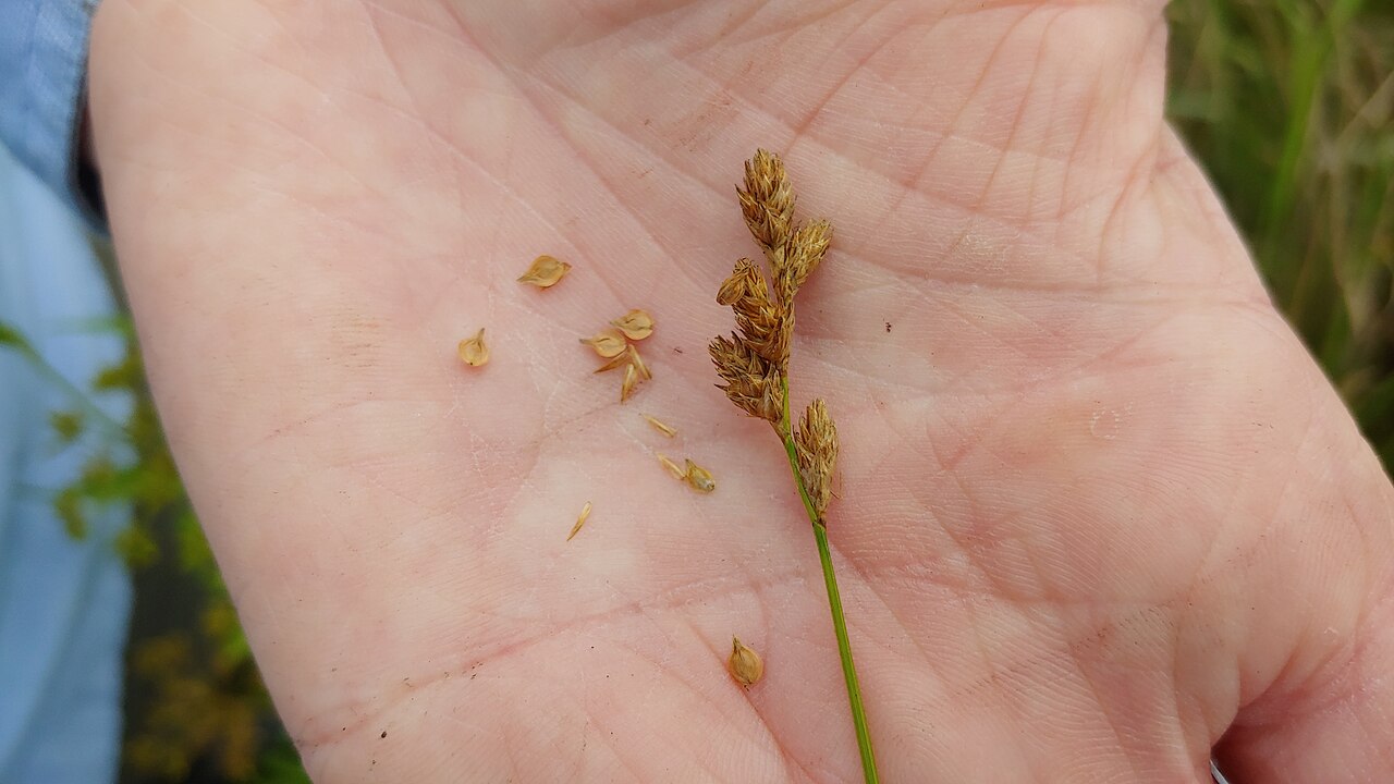 Carex missouriensis