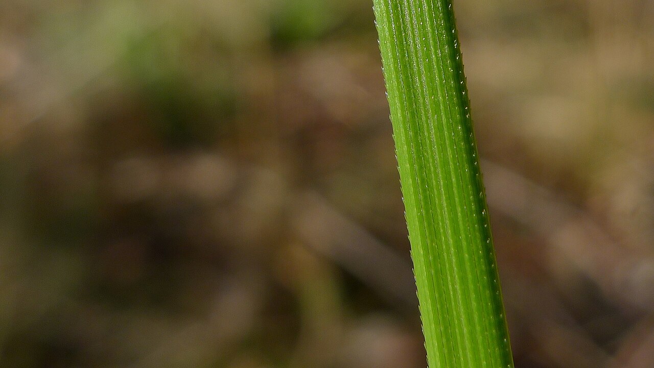 Gahnia microstachya