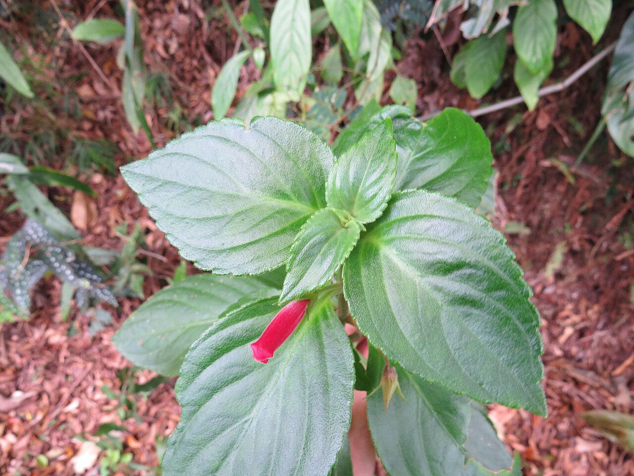 Vanhouttea gardneri