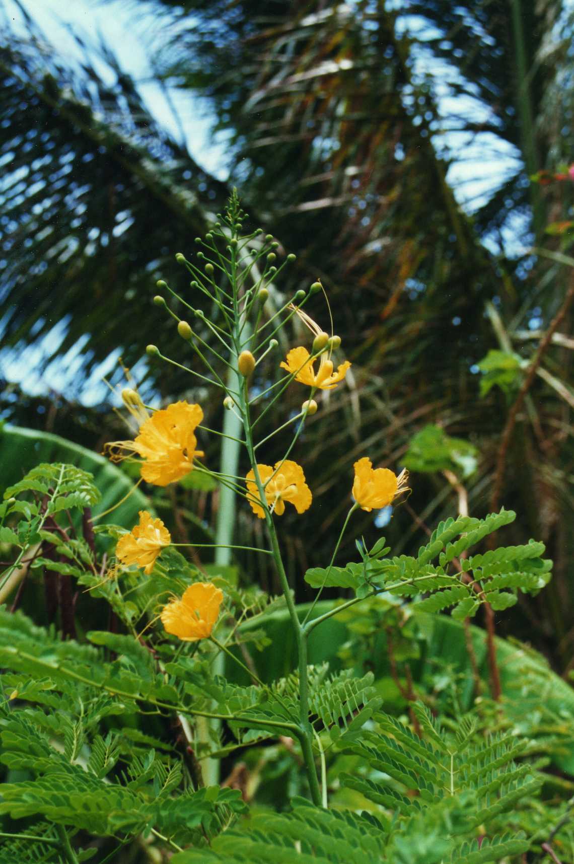Caesalpinia nhatrangense