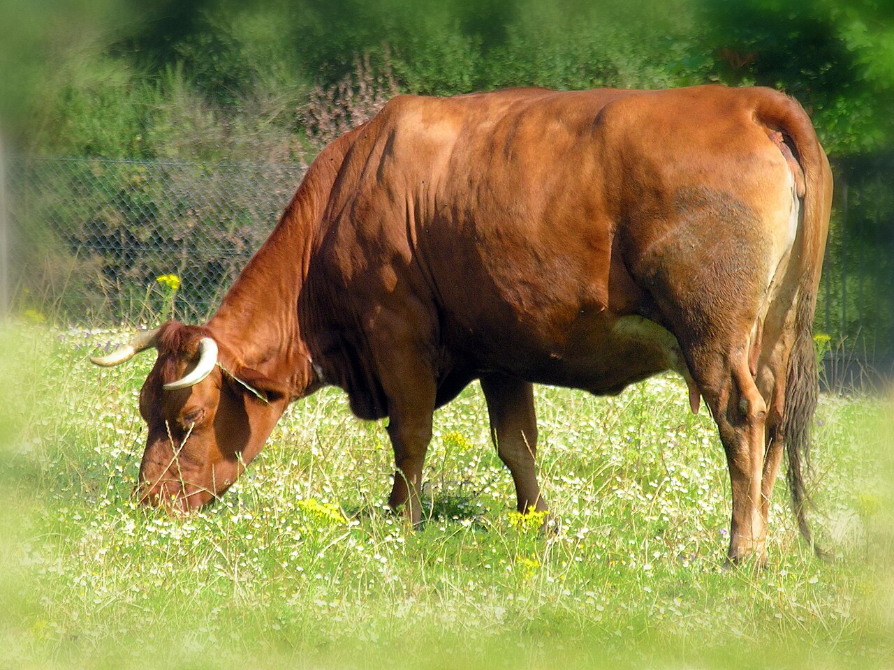 Galician Blond