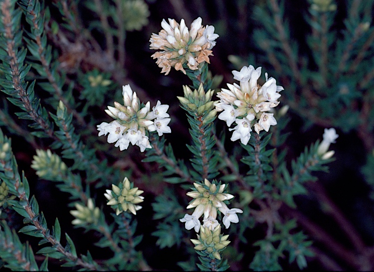 Epacris paludosa