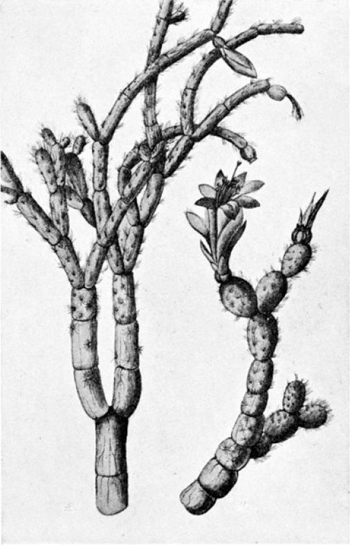 Schlumbergera microsphaerica