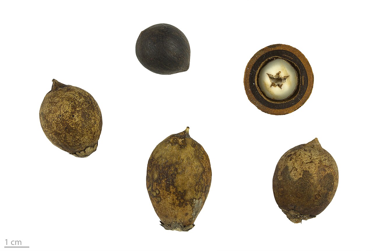Astrocaryum aculeatum