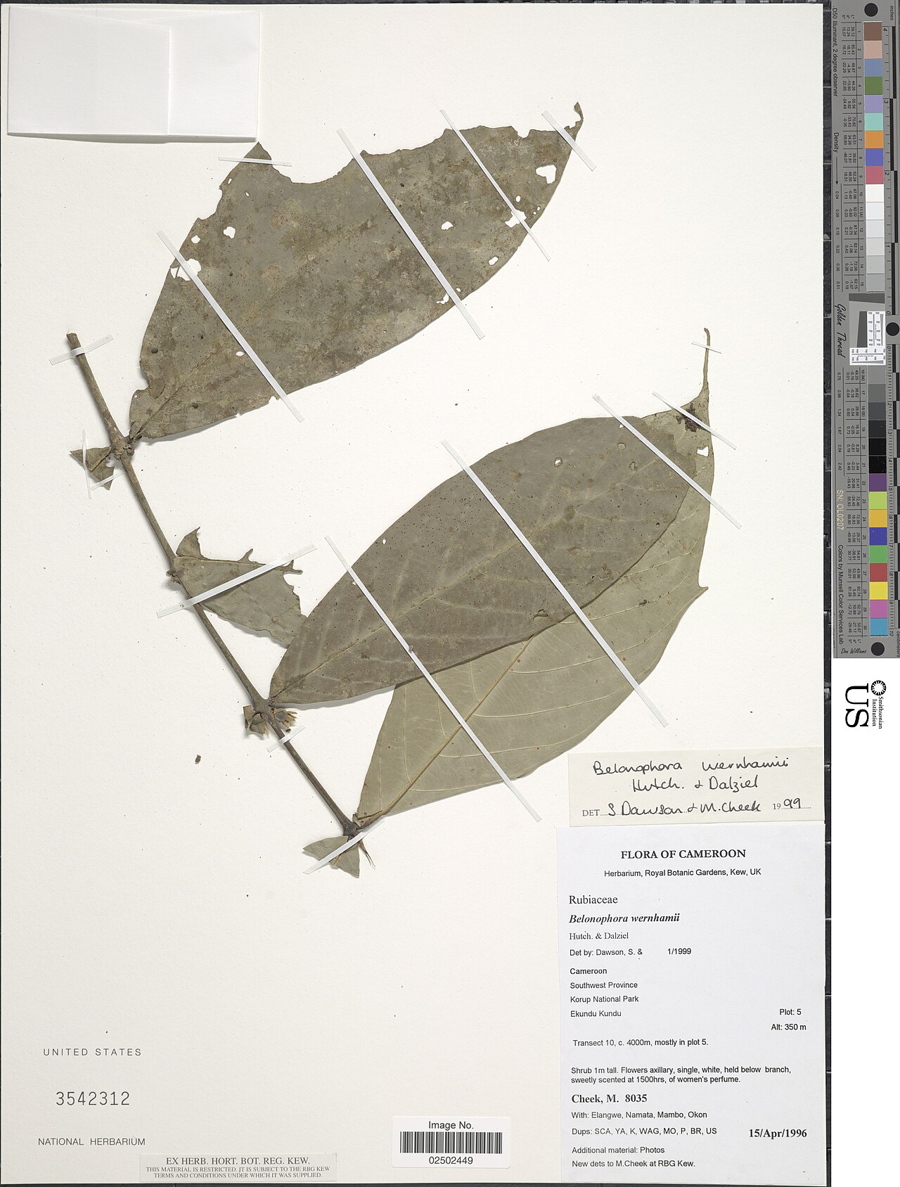 Belonophora wernhamii