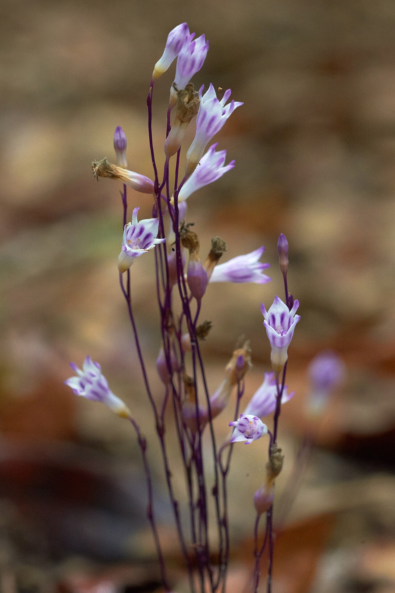 Apteria aphylla