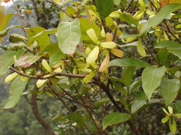 Hiptage benghalensis